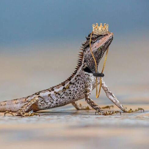 Reptile Crowns 1 Set Climbing Pet Transformation Costume Squirrel Decor Lizard Accessories Hamster Accessories Bearded Dragon Accessories Pet Snake Hat Lizard Crowns Amphibious in Saudi Arabia