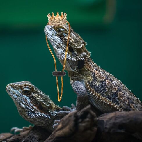 Reptile Crowns 1 Set Climbing Pet Transformation Costume Squirrel Decor Lizard Accessories Hamster Accessories Bearded Dragon Accessories Pet Snake Hat Lizard Crowns Amphibious in Saudi Arabia