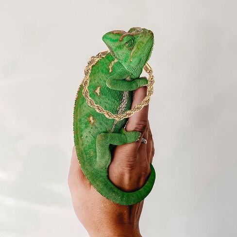 Reptile Crowns 1 Set Climbing Pet Transformation Costume Squirrel Decor Lizard Accessories Hamster Accessories Bearded Dragon Accessories Pet Snake Hat Lizard Crowns Amphibious in Saudi Arabia