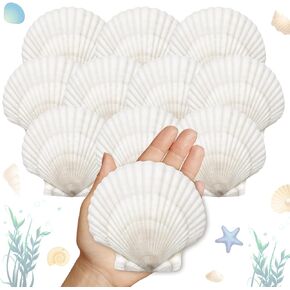 25 PCS قذائف أسقلوب كبيرة للحرف 4 ''-5 '' قذائف الأسقلوب البيضاء