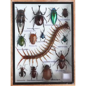 Real Centipede and MIXS Rare Insect Taxidermy Set in Boxes Display for Collectibles