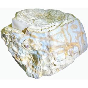 Crystal Aura Petrified Wood – 1182g | Healing Stone for Stability & Growth
