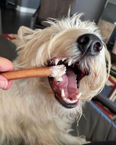 Bully Bunches Premium 12 Inch Thick Odor-Free Bully Sticks for Medium & Large Dogs - Long Lasting Chews for Oral Care - All Natural & Single Ingredient, 100% Beef Dog Treat, Rawhide Free (5 Pk) in Saudi Arabia