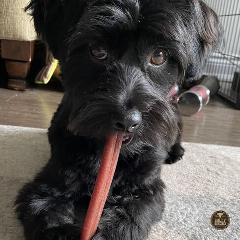 Bully Bunches Premium 12 Inch Thick Odor-Free Bully Sticks for Medium & Large Dogs - Long Lasting Chews for Oral Care - All Natural & Single Ingredient, 100% Beef Dog Treat, Rawhide Free (5 Pk) in Saudi Arabia