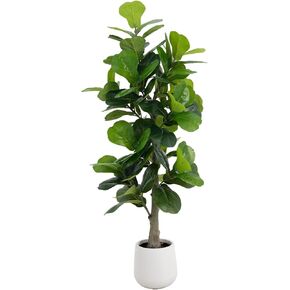 5 قدم Faux Faux Leaf Tree مع وعاء أبيض - نبات Ficus Lyrata مع 78 يترك شجرة مزيفة نابضة بالحياة للمنزل ، والمكتب ، وغرفة المعيشة ، وديكور المزرعة