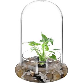 JUXYES Fully Transparent Glass Display Dome Cloche with Air Hole, Clear Glass Display Dome Cloche Bell Jar, Home Tabletop Display Clear Terrarium for Plant Flower