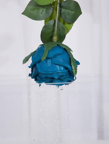 DuHouse 5Pcs Silk Roses Fake Champagne Roses with Stems Real Touch Rose Artificial Flowers for Arrangement Wedding Party Home Decoration in Kuwait