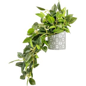 MyGift Hanging Beetle Peperomia Angulata نبات في وعاء زارع الأسمنت المنقوش بالجدار ، نبات مزخرف مزخرف.