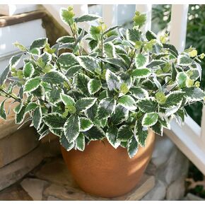 Artificial Greenery Plants Stems For Outdoor, 6PCS Color-Mixed UV Resistant Real Touch Faux Eucalyptus Leaf Branches Bulk Realistic Fake Plastic Boxwood Shrubs for Indoor Home Table Centerpieces Decor