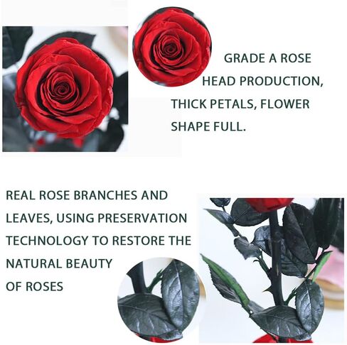 9.8 inches Preserved Rose in Glass Dome Rose with Green Leaves Eternal Love and Natural Beauty for Grandma Mom Girlfriend Classmate Friend Lover (Gray) in Saudi Arabia