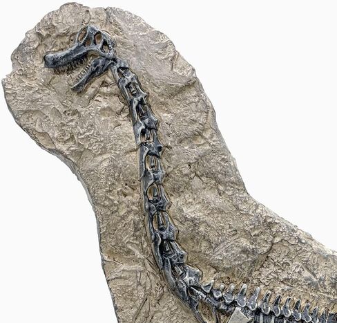 Resin Mosasaurus Dinosaur Fossil Figure Statue Model Simulated Skeleton Home Office Display Decorative Craft Box Decoration (Style 9) in Saudi Arabia