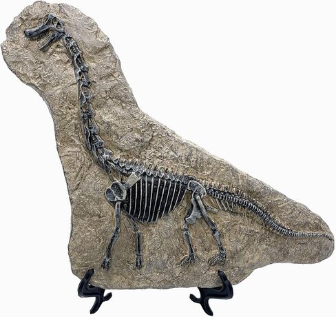 Resin Mosasaurus Dinosaur Fossil Figure Statue Model Simulated Skeleton Home Office Display Decorative Craft Box Decoration (Style 9) in Saudi Arabia
