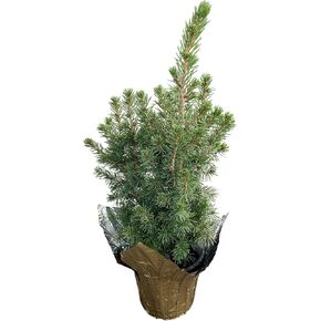 Live Lemon Cypress Tree - Tabletop Decoration - 12" Tall by 5" Wide in Deco Cover