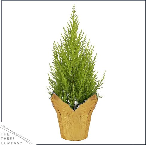 شجرة السرو للليمون الحية - زخرفة الطاولة - 12 "طولها 5" عريض في غطاء ديكو in Kuwait