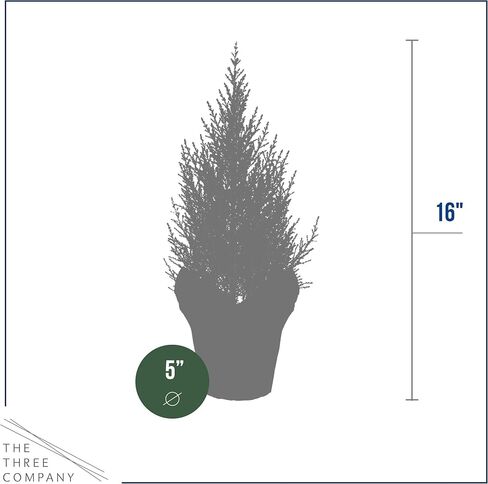شجرة السرو للليمون الحية - زخرفة الطاولة - 12 "طولها 5" عريض في غطاء ديكو in Kuwait