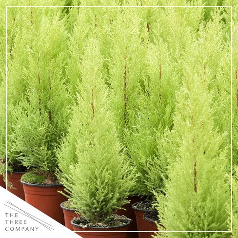 شجرة السرو للليمون الحية - زخرفة الطاولة - 12 "طولها 5" عريض في غطاء ديكو in Kuwait