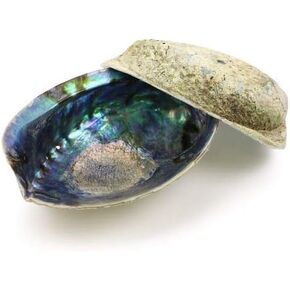 Ocean Shell Studios 5-6 inches Premium Natural Abalone (Pāua) Twin Pack for Smudging, Cleansing Home, Meditation, Shell Crafts,Incense Holder, Home Décor, 100% Natural, Sustainable.