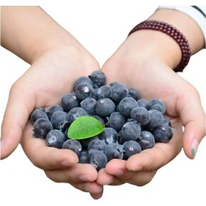 Rikyo 50 Pieces Artificial Blueberries Fake Fruits for Home Decor, Kitchen Cabinet Ornament, Table Summer Decor Vase Fillers, Fruit Bowl Plastic Fruit Wreath Cake Toppers