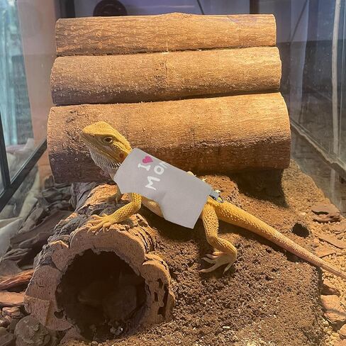 ADOGGYGO Bearded Dragon Harness Leash Set, Lizard Dragon Costume Adjustable Lizard Dinosaur Leash Harness for Bearded Dragon Reptiles (Green, Small) in Kuwait