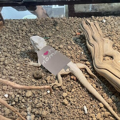 ADOGGYGO Bearded Dragon Harness Leash Set, Lizard Dragon Costume Adjustable Lizard Dinosaur Leash Harness for Bearded Dragon Reptiles (Green, Small) in Kuwait