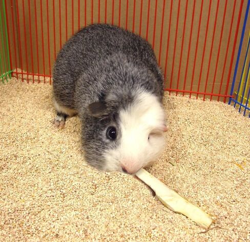 Lixit Hard Wood Chew Toys for Chinchilla Guinea Pigs Rabbits (Pack of 1) in Saudi Arabia