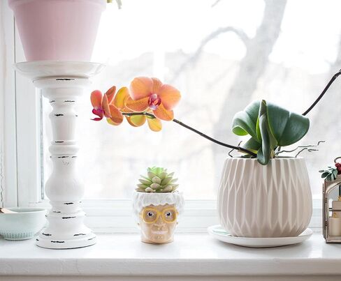 الفضة بوفالو The Golden Girls Sophia Face Mini Ceramic Planter Decor | برنامج تلفزيوني رسمي Collectible | وعاء زهرة صغير للنباتات الداخلية ، يشمل عصاري الاصطناعي | 3 بوصات in Kuwait