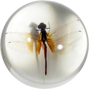 REALBUG 3.5" Dragonfly Dome Paperweight, Clear