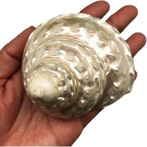1PC Natural Fluorescent Conch Hermit Crab Shells (3.5Inch ~4inch) Can be Used as Hermit Crab Replacement Shells, Fish Tank Aquarium Ornaments, etc…