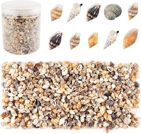 Weoxpr 1000pcs Mini Sea Shells Mixed Ocean Beach Seashells Various Sizes Natural Seashells Starfish for Fish Tank, Home Decorations, Beach Theme Party, Candle Making, Wedding Decor, DIY Crafts in Kuwait
