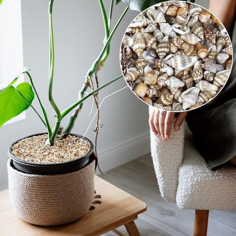 Weoxpr 1000pcs Mini Sea Shells Mixed Ocean Beach Seashells Various Sizes Natural Seashells Starfish for Fish Tank, Home Decorations, Beach Theme Party, Candle Making, Wedding Decor, DIY Crafts in Kuwait