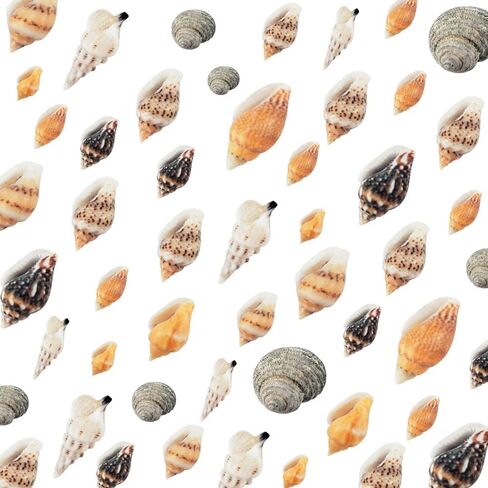 Weoxpr 1000pcs Mini Sea Shells Mixed Ocean Beach Seashells Various Sizes Natural Seashells Starfish for Fish Tank, Home Decorations, Beach Theme Party, Candle Making, Wedding Decor, DIY Crafts in Kuwait
