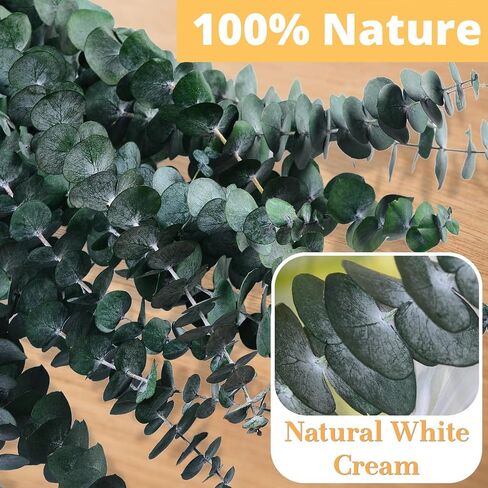 12 Pcs Dried Eucalyptus for Shower Hanging - 17'' Real Large Preserved Eucalyptus Stems Green Home Decor, 100% Made from Fresh Eucalyptus Leaves, Bathroom Shower Decor, Wedding, DIY in Saudi Arabia