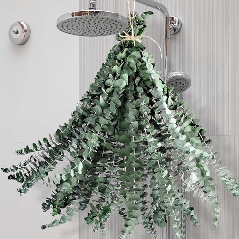 12 Pcs Dried Eucalyptus for Shower Hanging - 17'' Real Large Preserved Eucalyptus Stems Green Home Decor, 100% Made from Fresh Eucalyptus Leaves, Bathroom Shower Decor, Wedding, DIY in Saudi Arabia