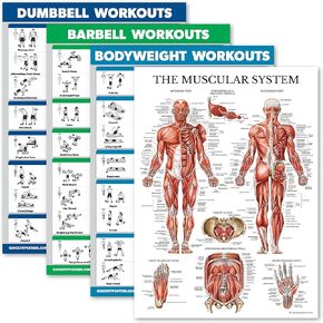 Palace Learning 4 Pack - Dumbbell Workouts + Barbell Workouts + Bodyweight Workouts + Muscle - Set of 4 Workout Charts (18" x 24", LAMINATED)