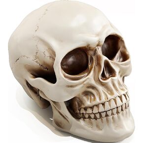 READAEER Life Size Resin Skull, Large Adult Skull Head Model for Home Decoration, 1:1 Replicate The Size of Real Human Skull, Halloween Skull Statue, Skull Head Bone Model (White)