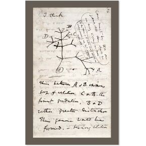 Darwin's Tree of Life Poster - [11" x 17"]