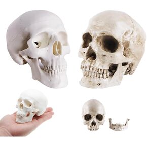 2-Pack Mini Skulls Décor, Human Skull Model Anatomy Skull Model for Studying,Tiny Resin Fake Skulls, Drawing Model Skull Figurine, Small Skull Head for Students,Art Gift