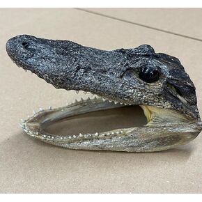 Pen Kit Mall - Taxidermy American Alligator Head (6-7 Inch) Authentic Florida Wildlife Real Animal Reptile Skull