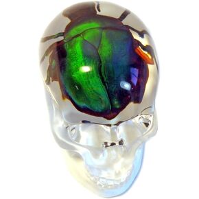 REALBUG Real Chafer Beetle in a Transparent Acrylic Skull with Magnet