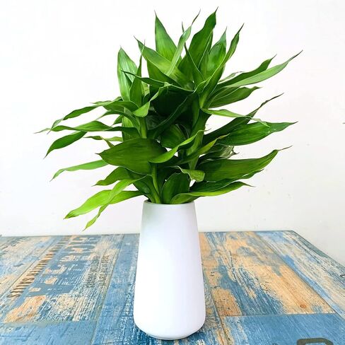 Simple Vase for Flowers Plants, Matte Vases for Modern Table Shelf Home Decor Wedding Boho Decor, 6" H Frosted Elegant Ceramic Vase for Pampas Grass Fluffy Stem Bouquet Lavender Flowers (White, 1) in Saudi Arabia