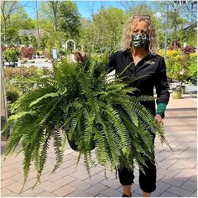 UV Resistant Lifelike Artificial Boston Fern - 2024 New Faux Boston Ferns Outdoor Planter Large, Realistic Fake Feen Hanging Silk Fern Stems Indoor Basket Plant Urn Fillers Front Porch (2, Green)