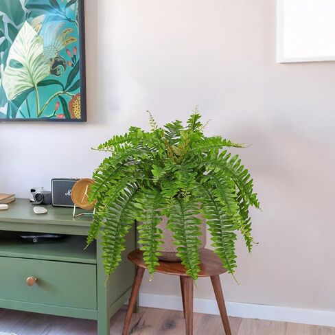 Hollyone 33" Artificial Boston Fern Hanging Basket Large 39 Leaves Fake Ferns in Rattan Pot Greenery Plants for Outdoors & Indoor Faux Fern Bush Basket Plant Patio Garden Home Decor Dusty Green in Kuwait
