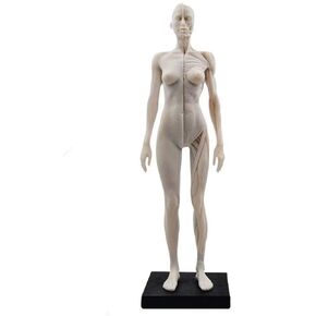 1 Pcs 11 Inch Female Human Anatomical Model Art Anatomical Figure White Color