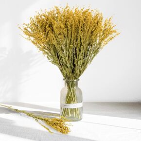 الزهور المجففة للهزيرة - 50 PCS باقة الزهرة المجففة بالزهور الجافة الطبيعية للمنزل غرفة المعيشة غرفة نوم ديكور ترتيبات الأزهار (الأصفر)
