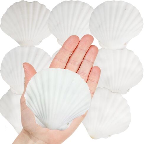 Large White Natural Scallop Seashells 3-4 Inch 12 Pack Decorative Sea Shells for DIY Painting Projects,Coastal Crafts,Beach Theme Decor,Wedding Centerpieces, Aquarium Decorations,Vase Fillers in Saudi Arabia