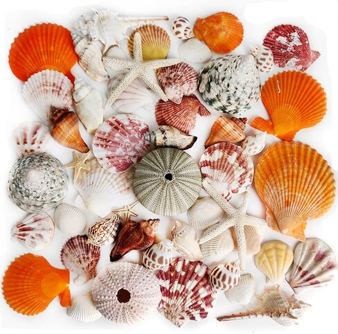 Large White Natural Scallop Seashells 3-4 Inch 12 Pack Decorative Sea Shells for DIY Painting Projects,Coastal Crafts,Beach Theme Decor,Wedding Centerpieces, Aquarium Decorations,Vase Fillers in Saudi Arabia