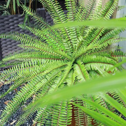 Velener Artificial Staghorn Fern Plants Without Pot-20.9 Inches, Unique Waterproof Faux Staghorn Fern for Garden, Fall Autumn Decoration in Saudi Arabia
