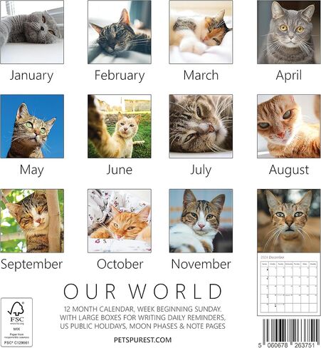 Cat Calendar 2024, Cat Selfies Wall Calendar 2024 - Family Planner & Daily Organizer with Cute Monthly Cats Images - Slim Design 2024 Wall Planner - Great Gift for Cat & Kitten Lovers by Our World in Kuwait
