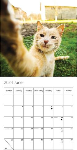 Cat Calendar 2024, Cat Selfies Wall Calendar 2024 - Family Planner & Daily Organizer with Cute Monthly Cats Images - Slim Design 2024 Wall Planner - Great Gift for Cat & Kitten Lovers by Our World in Kuwait