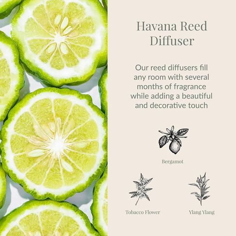 Archipelago Botanicals Charleston Reed Diffuser, Home Fragrance Reed Diffuser, Includes Fragrance Oil, Frosted Glass Vessel & 10 Diffuser Reeds, Perfect for Home, Office or Gift, 7.6 Fl Oz in Kuwait